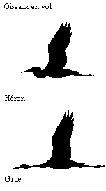 dessin des silhouettes de vol d'un héron et d'une grue