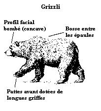 grizzli