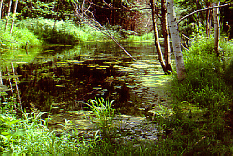 photo d'un étang
