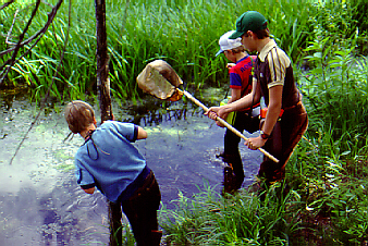 photo d'enfants qui cherchent des fretins et des insectes dans un marécage