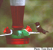 photo d'un Colibri à gorge rubis 